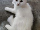 Traditional Persian Kitten Female