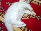 Traditional Persian Kitten (Female)