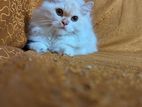 Traditional persian kitten for sell