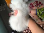 Traditional persian kitten