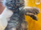 Traditional Persian Kitten