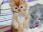 Traditional Persian Kitten