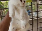 Traditional persian kitten