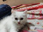 Traditional persian kitten