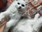 traditional Persian kitten