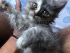 traditional persian kitten
