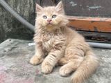 Traditional Persian Kitten