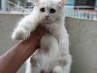 Traditional Persian Kitten