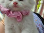 Traditional persian kitten for sell