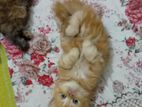 Traditional persian kitten