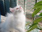 Traditional Persian Kitten