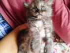 traditional Persian kitten