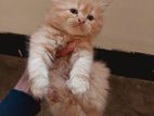 Traditional Persian Kitten