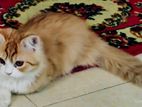 Traditional persian kitten