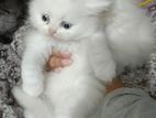 Traditional Persian Kitten