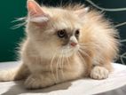 Traditional Persian Kitten
