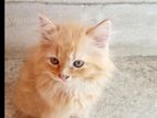 Traditional Persian Kitten