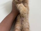 Traditional Persian Kitten