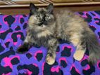 Traditional Persian Kitten.