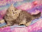 Traditional Persian Kitten