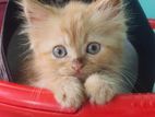 Traditional Persian Kitten