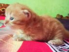 Traditional Persian Kitten