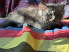 Traditional Persian Kitten