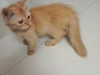 Traditional Persian Kitten