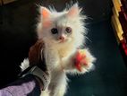 Traditional Persian Kitten