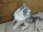Traditional Persian Kitten