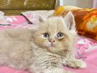 Traditional Persian Kitten