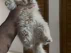Traditional Persian Kitten