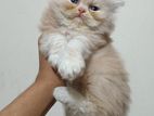 Traditional Persian Kitten