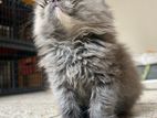 Traditional Persian Kitten