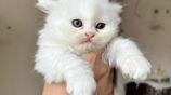 Traditional Persian Kitten