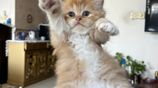 Traditional Persian Kitten