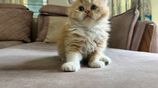 Traditional Persian Kitten