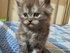 Traditional Persian Kitten
