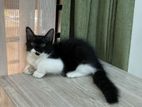 Traditional persian kitten for sell