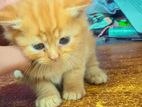 Traditional Persian Kitten Ginger Cat