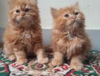 Traditional Persian Kitten Ginger