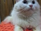 Traditional persian Kitten male and female both available