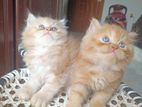 traditional Persian kitten male female both available