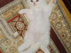 traditional Persian kitten male female both available