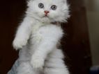 Traditional Persian Kitten (male/female)