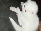 Traditional Persian Kitten. Male, Female