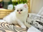 Traditional Persian kitten Male/Female)