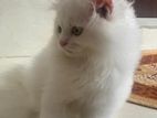 Traditional Persian Kitten (male)