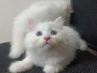 Traditional persian kitten male