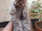 Traditional Persian Kitten Male